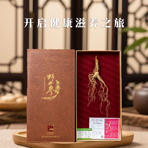 【长白山原支野山参  自然灵气滋养】长白山一等野山参整支配证书JL 商品图1