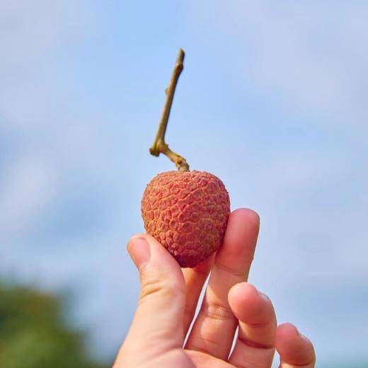海南桂花香荔枝（顺丰空运）#爽脆多汁带有桂花香，老树自然树熟，不打药不催熟不捂保鲜剂，尝鲜 商品图6
