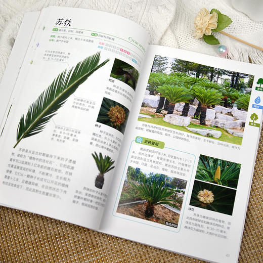 树木图鉴 商品图4