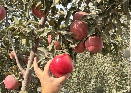 【云相思.阿克苏樱桃小苹果】果皮薄，果肉紧实松脆 商品图3