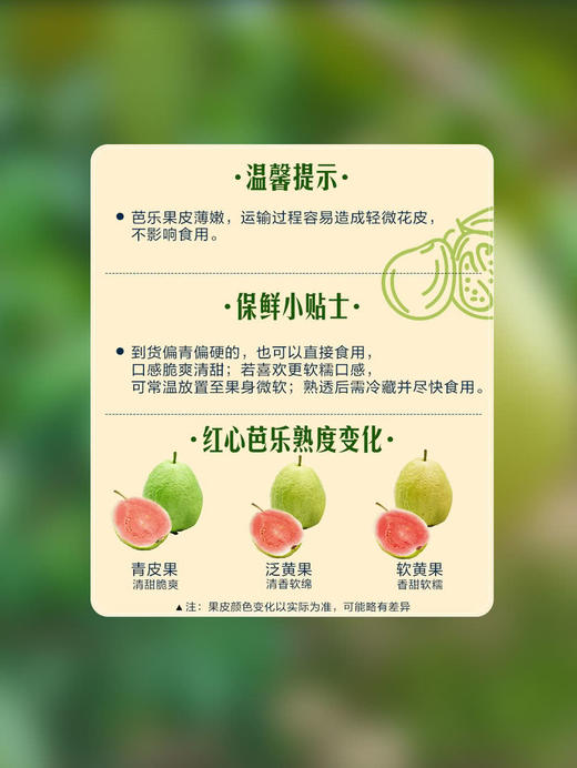 MM 山姆 红心芭乐 1.5kg 商品图6