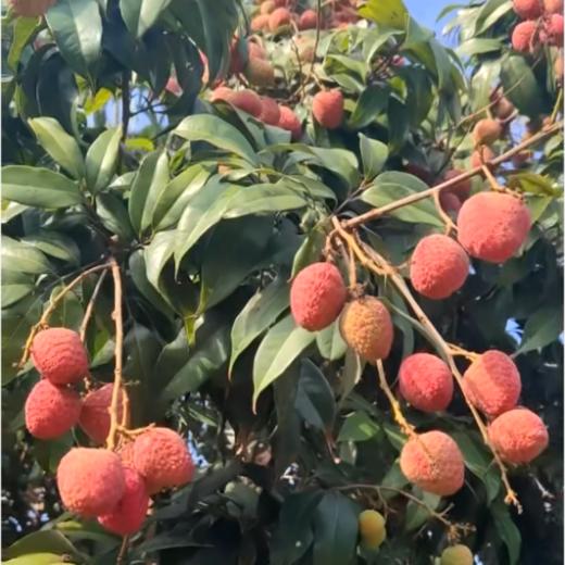 海南桂花香荔枝（顺丰空运）#爽脆多汁带有桂花香，老树自然树熟，不打药不催熟不捂保鲜剂，尝鲜 商品图4