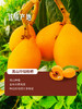 MM 山姆 高山玲珑枇杷 800g 商品缩略图4