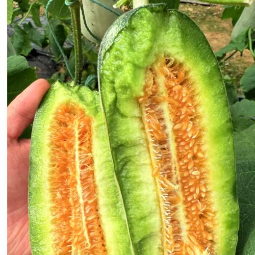 羊角蜜4.5斤彩箱装【分仓直发，72小时发货，周末节假日不发货】 商品图1