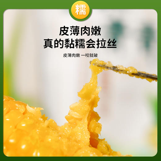 【3h极速锁鲜】非转基因鲜食黄糯玉米10穂/箱JL 商品图3