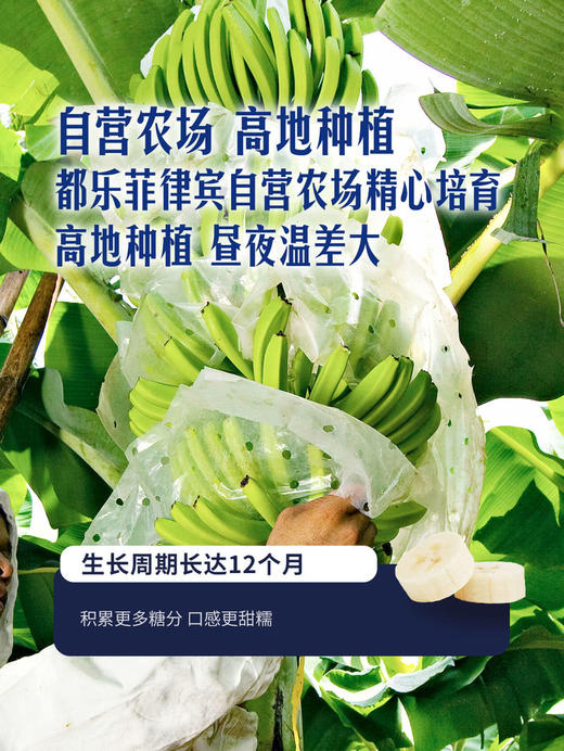 MM 山姆 超甜焦 1.4kg 商品图6