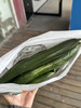 今晚加菜黄瓜2斤装 商品缩略图2