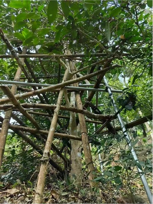 4月3日中午12点【金竹林】2026年春茶预售弯弓金竹林・普洱生茶 易武秘境，柔中藏刚的山野甜韵 献给发烧友的藏品！357g/饼 商品图6