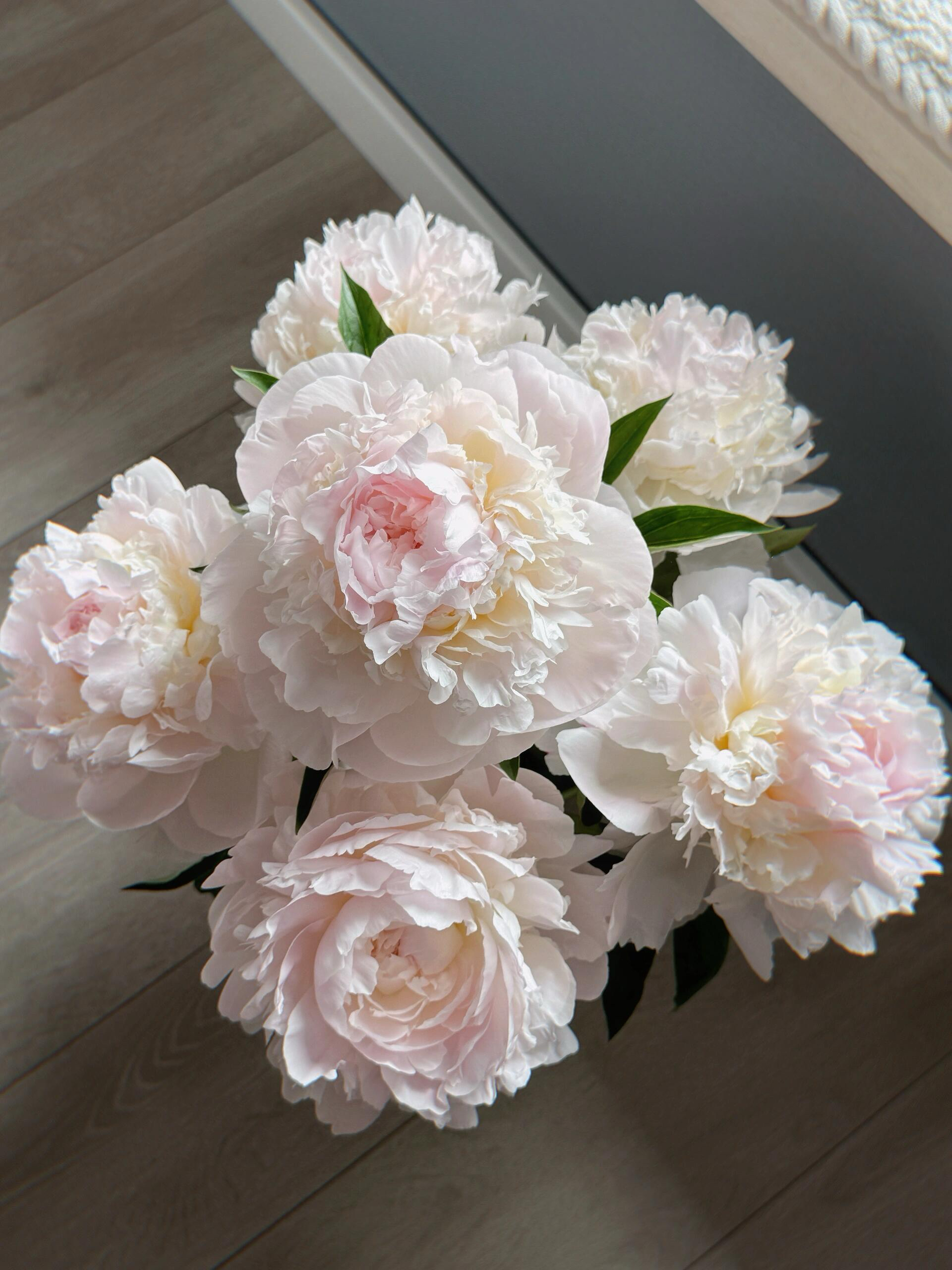 【预售！4.20起陆续发出】弗洛伦萨 【人间四月天，芍药铺庭前】简小姐精选2026新品 三色芍药 2件顺丰包邮