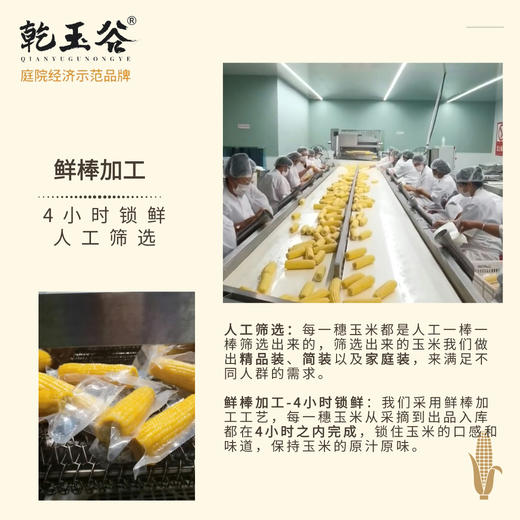 【优质粗粮】乾玉谷非转基因玉米礼盒装JL 商品图2