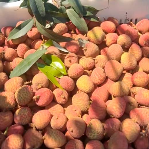 海南桂花香荔枝（顺丰空运）#爽脆多汁带有桂花香，老树自然树熟，不打药不催熟不捂保鲜剂，尝鲜 商品图3