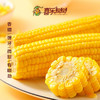 【黄金口感】吉林黄糯鲜食玉米 家庭装 400g/袋*5（到手10棒）JL 商品缩略图4
