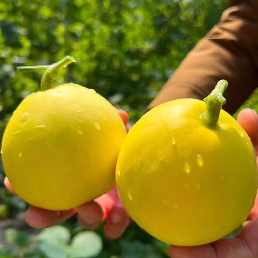 沂蒙山头茬甜瓜星甜小蜜蜂瓜清脆可口 清爽多汁 商品图3