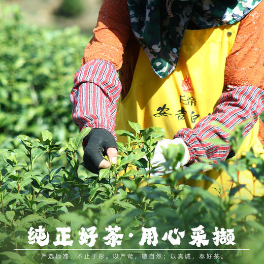 热卖中！！【 四标一码一监制认证 非遗大师监制 】2026新茶 白帝明前安吉白茶 商品图8