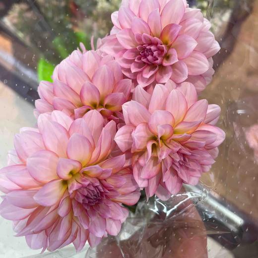 配花-花边大丽花-5支 商品图0