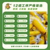 【软糯香甜】喜太萌baby款东北甜糯小棒真空鲜食玉米粗粮JL 商品缩略图3