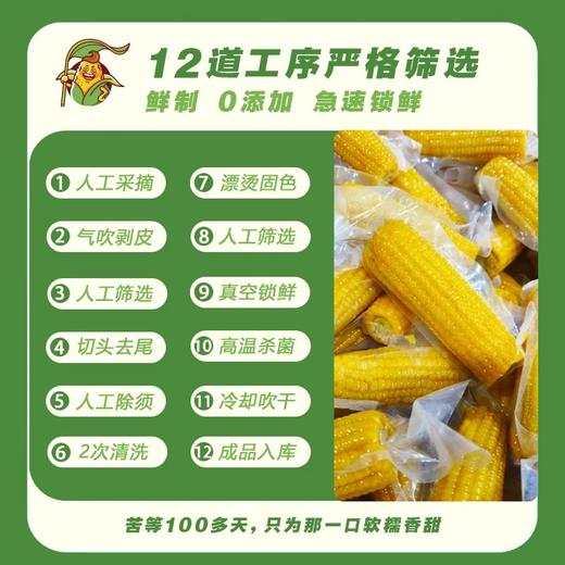 【软糯香甜】喜太萌baby款东北甜糯小棒真空鲜食玉米粗粮JL 商品图3