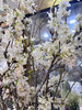 【开花特惠】 国产樱花  白色  约2-3枝/扎 商品缩略图5