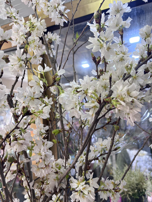 【开花特惠】 国产樱花  白色  约2-3枝/扎 商品图5