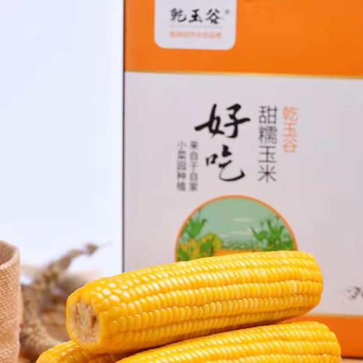 【*自家菜地无化肥】东北绿色种植弱碱甜糯玉米220g*10棒JL 商品图1