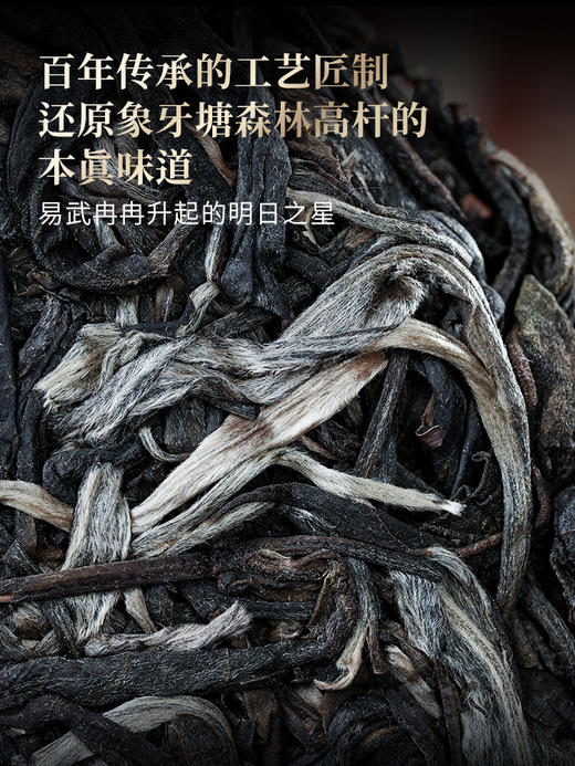 4月2日中午12点【易武马鞍山高杆】2026年春茶预售易武马鞍山七仙女古树高杆中的三棵大高杆 廿泡犹响薄荷塘——未矮化之躯证茶气本原357克/饼 商品图4