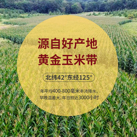长白山黑珍珠糯玉米 200g*10棒JL 商品图1