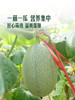 MM 山姆 翡翠蜜瓜 2'S 商品缩略图5
