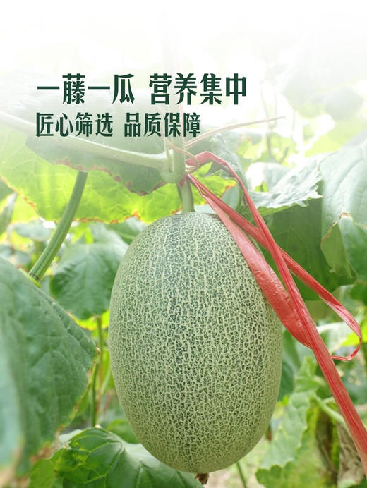 MM 山姆 翡翠蜜瓜 2'S 商品图5