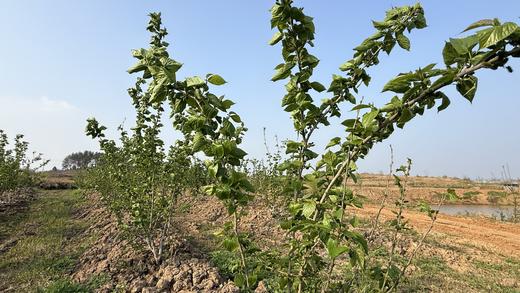 自产/ 桑叶 生态种植 商品图1