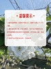 MM 山姆 3J大连樱桃 907g 商品缩略图7