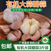 【厂商直发】有机大蒜2斤装口感辛辣蒜香浓郁包邮 商品缩略图0