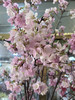 【向你微笑】国产樱花  粉色  约2-3枝/扎 商品缩略图2