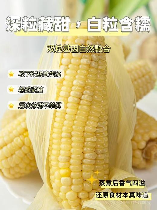 沙域香沙漠玉米礼盒装260g*10根 商品图4