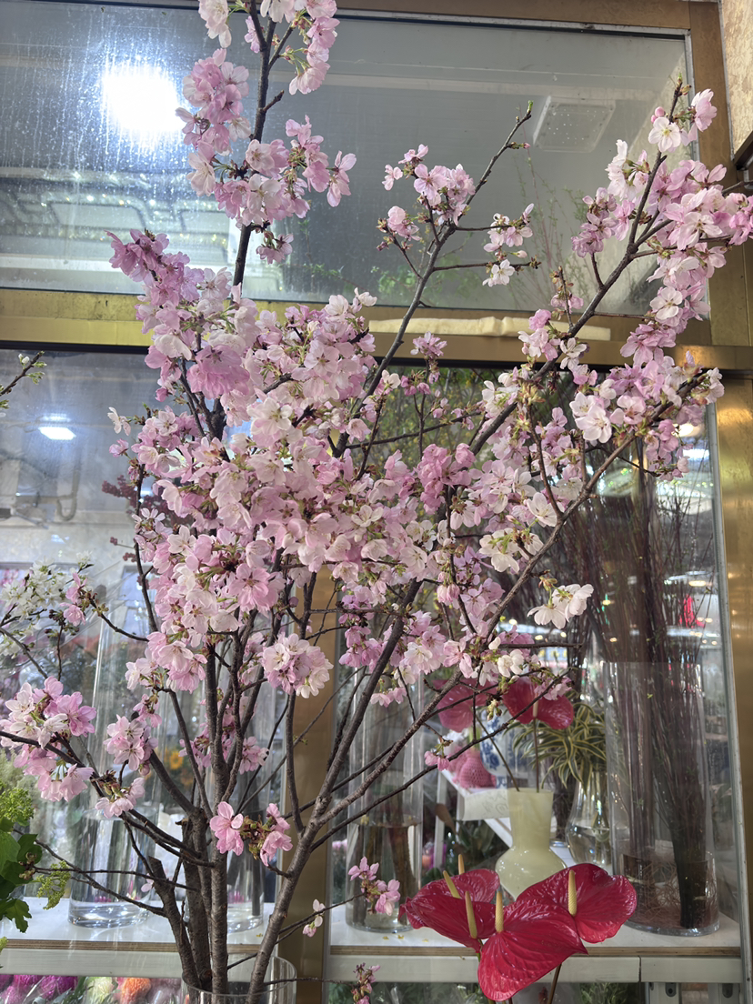 【向你微笑】国产樱花  粉色  约2-3枝/扎