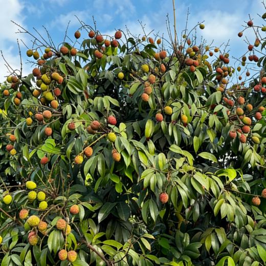 海南桂花香荔枝（顺丰空运）#爽脆多汁带有桂花香，老树自然树熟，不打药不催熟不捂保鲜剂，尝鲜 商品图5