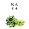 皱叶露地菠菜  500g 商品缩略图0