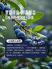 MM 山姆 20mm云南蓝莓 600g 商品缩略图5