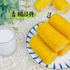 【*自家菜地无化肥】东北绿色种植弱碱甜糯玉米220g*10棒JL 商品缩略图7