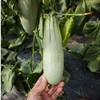 羊角蜜4.5斤彩箱装【分仓直发，72小时发货，周末节假日不发货】 商品缩略图2
