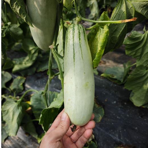 羊角蜜4.5斤彩箱装【分仓直发，72小时发货，周末节假日不发货】 商品图2