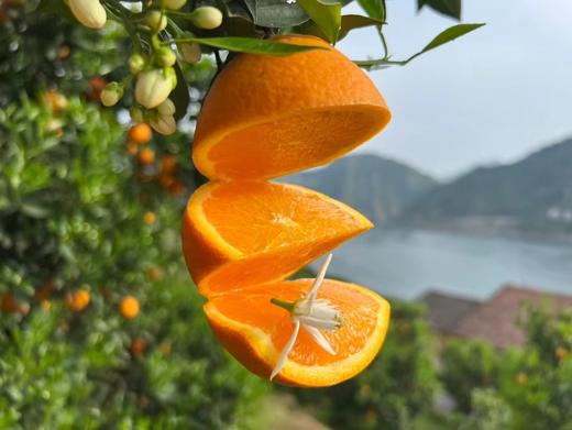 正宗秭归伦晚橙春橙 酸甜多汁  果径75-80左右 整箱10斤装 商品图0