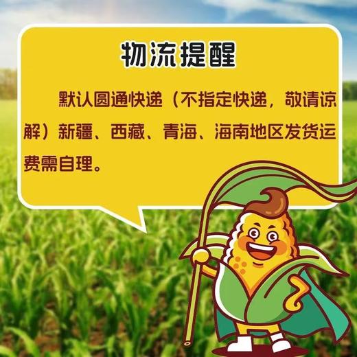喜乐掰掰黄糯玉米10根/箱JL 商品图1