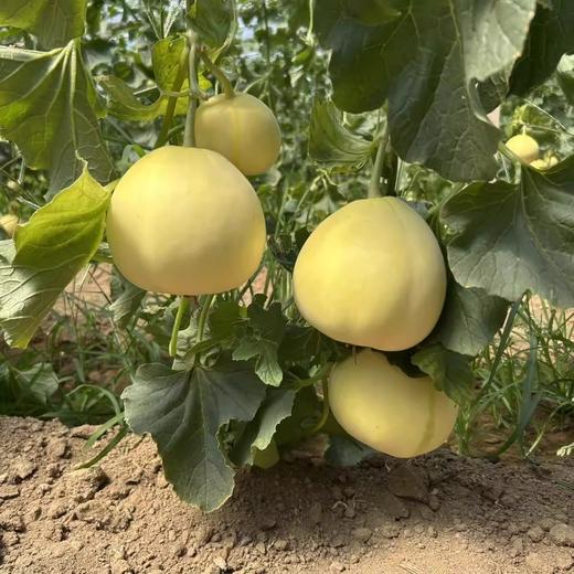 沂蒙山头茬甜瓜星甜小蜜蜂瓜清脆可口 清爽多汁 商品图6