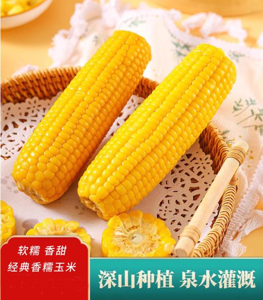 【黄金口感】吉林黄糯鲜食玉米 家庭装 400g/袋*5（到手10棒）JL 商品图1