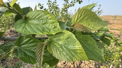 自产/ 桑叶 生态种植 商品图2