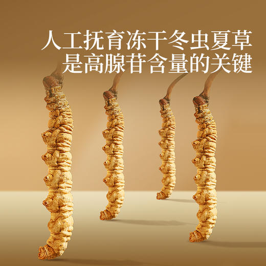 【正宗同仁堂品牌】北京同仁堂 青源堂 冬虫夏草4条/g 20克 虫草礼盒 养生礼品 SY 商品图8