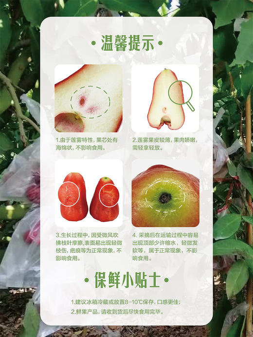 MM 山姆 黑金刚莲雾 1kg 商品图7