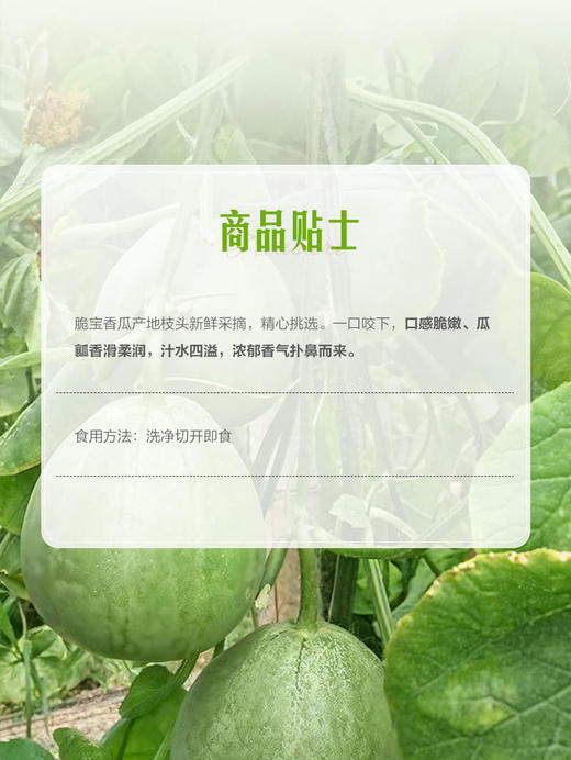 MM 山姆 脆宝香瓜 1.5kg 商品图4