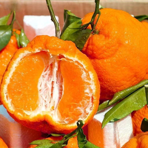 四川丹棱不知火丑橘 商品图3