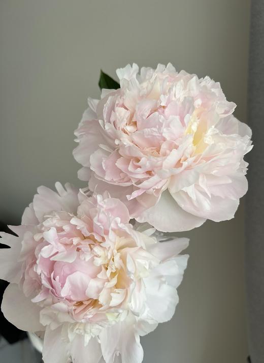 【预售！4.20起陆续发出】弗洛伦萨 【人间四月天，芍药铺庭前】简小姐精选2026新品 三色芍药 2件顺丰包邮 商品图6